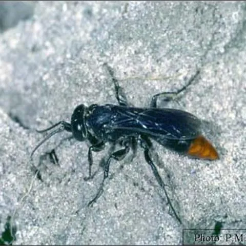 thumbnail for publication: Larra Wasps, Mole Cricket Hunters (suggested names) Larra analis Fabricius and Larra bicolor Fabricius (Insecta: Hymenoptera: Crabronidae)